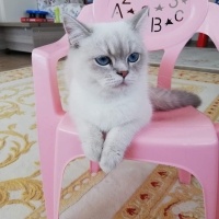 British Shorthair, Kedi  Ponçik fotoğrafı