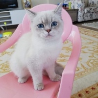 British Shorthair, Kedi  Ponçik fotoğrafı