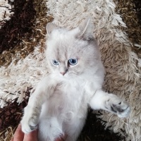 British Shorthair, Kedi  Ponçik fotoğrafı