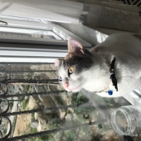 Tekir Kedi, Kedi  Balım fotoğrafı