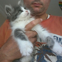 Tekir Kedi, Kedi  Rebellion fotoğrafı