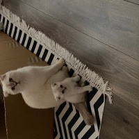 Scottish Fold, Kedi  Minnoş fotoğrafı