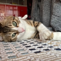 Tekir Kedi, Kedi  Dobby fotoğrafı