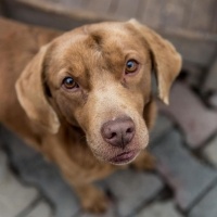 Labrador Retriever, Köpek  Daisy fotoğrafı