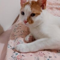 Van Kedisi, Kedi  Daisy fotoğrafı