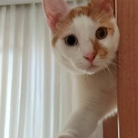 Van Kedisi, Kedi  Daisy fotoğrafı