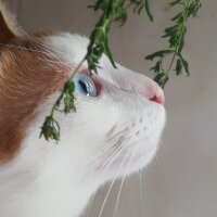 Van Kedisi, Kedi  Daisy fotoğrafı