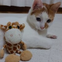 Van Kedisi, Kedi  Daisy fotoğrafı