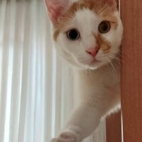 Van Kedisi, Kedi  Daisy fotoğrafı