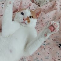 Van Kedisi, Kedi  Daisy fotoğrafı