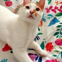 Van Kedisi, Kedi  Daisy fotoğrafı