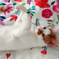 Van Kedisi, Kedi  Daisy fotoğrafı