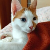 Van Kedisi, Kedi  Daisy fotoğrafı