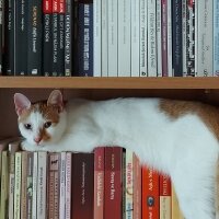 Van Kedisi, Kedi  Daisy fotoğrafı