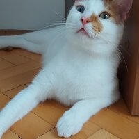 Van Kedisi, Kedi  Daisy fotoğrafı