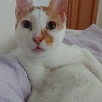 Van Kedisi, Kedi  Daisy fotoğrafı