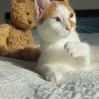 Van Kedisi, Kedi  Daisy fotoğrafı