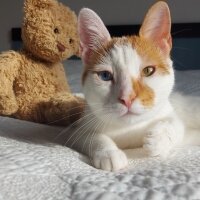 Van Kedisi, Kedi  Daisy fotoğrafı