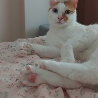 Van Kedisi, Kedi  Daisy fotoğrafı