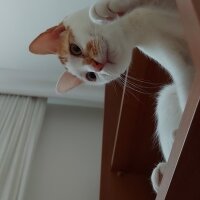 Van Kedisi, Kedi  Daisy fotoğrafı