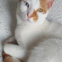 Van Kedisi, Kedi  Daisy fotoğrafı