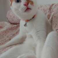 Van Kedisi, Kedi  Daisy fotoğrafı