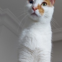 Van Kedisi, Kedi  Daisy fotoğrafı