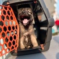 Sokö (Sokak Köpeği), Köpek  Gece fotoğrafı