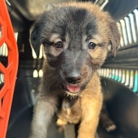 Sokö (Sokak Köpeği), Köpek  Gece fotoğrafı