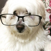 Tibet Terrieri, Köpek  Paşa fotoğrafı
