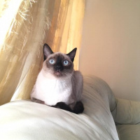 Siyam Kedisi, Kedi  Gaia fotoğrafı