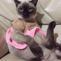Siyam Kedisi, Kedi  Gaia fotoğrafı