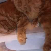 Sarman, Kedi  Sürtük fotoğrafı