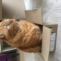 Sarman, Kedi  Sürtük fotoğrafı