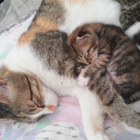 Tekir Kedi, Kedi  Mırnav fotoğrafı