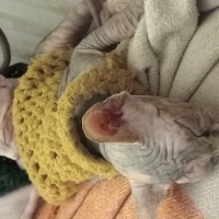 Sphynx, Kedi  Sphynx yavruları fotoğrafı