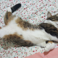 Tekir Kedi, Kedi  Çakıl fotoğrafı