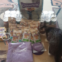 Tekir Kedi, Kedi  Çakıl fotoğrafı