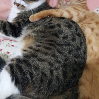 Tekir Kedi, Kedi  Çakıl fotoğrafı