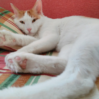 Tekir Kedi, Kedi  Tarçın fotoğrafı