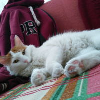 Tekir Kedi, Kedi  Tarçın fotoğrafı