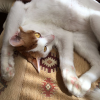 Tekir Kedi, Kedi  Tarçın fotoğrafı