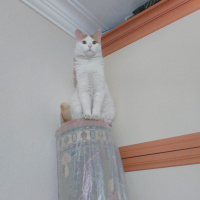 Tekir Kedi, Kedi  Tarçın fotoğrafı