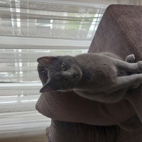 British Shorthair, Kedi  Fıstık fotoğrafı