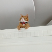 Sarman, Kedi  Boncuk fotoğrafı