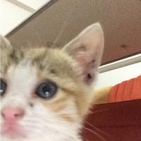 Tekir Kedi, Kedi  pıtır fotoğrafı