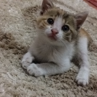 Tekir Kedi, Kedi  pıtır fotoğrafı