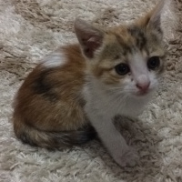 Tekir Kedi, Kedi  pıtır fotoğrafı