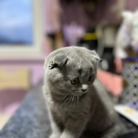 Scottish Fold, Kedi  Duman fotoğrafı
