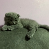 Scottish Fold, Kedi  Duman fotoğrafı